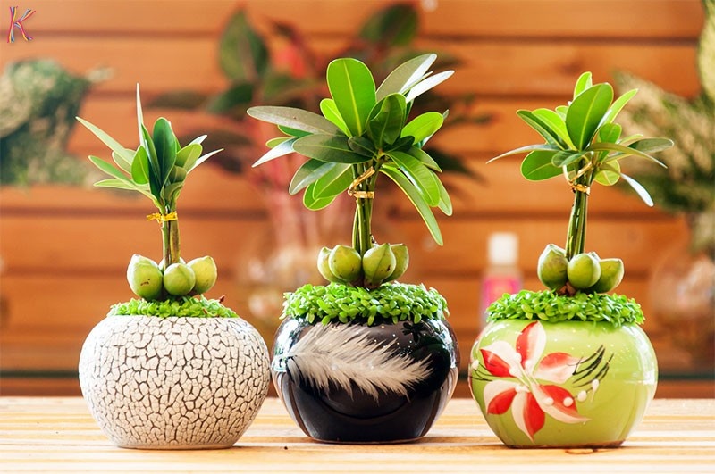 5 tuyệt chiêu phong thủy hút tài lộc cho dân công sở