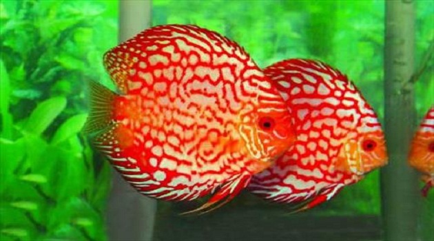 Mệnh Thổ nuôi cá gì? Cách bố trí bể cá cảnh hợp phong thủy mệnh Thổ