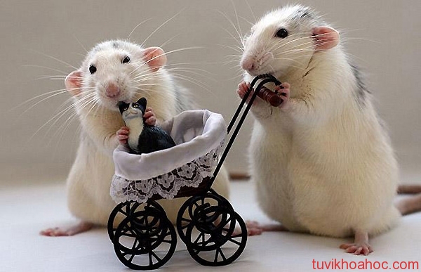 Tuổi Tý và tuổi Mão có hợp nhau không?