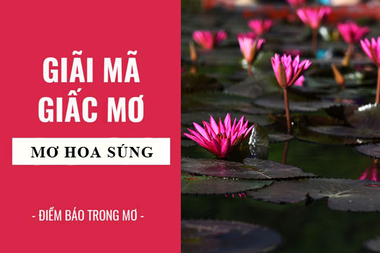 Giải mã giấc mơ: Nằm mơ thấy hoa súng điềm báo gì, lành hay dữ? con số liên quan