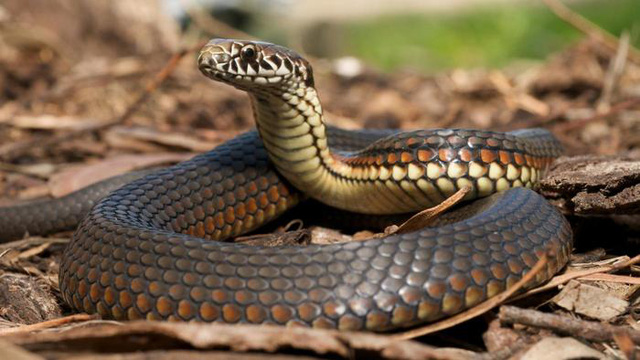 moth-balls-keep-snakes-away-d731c368d3991a0e-1477394764390
