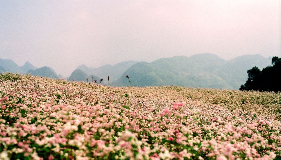 hoa Tam giác Nguyen Huu Binh Minh flickr